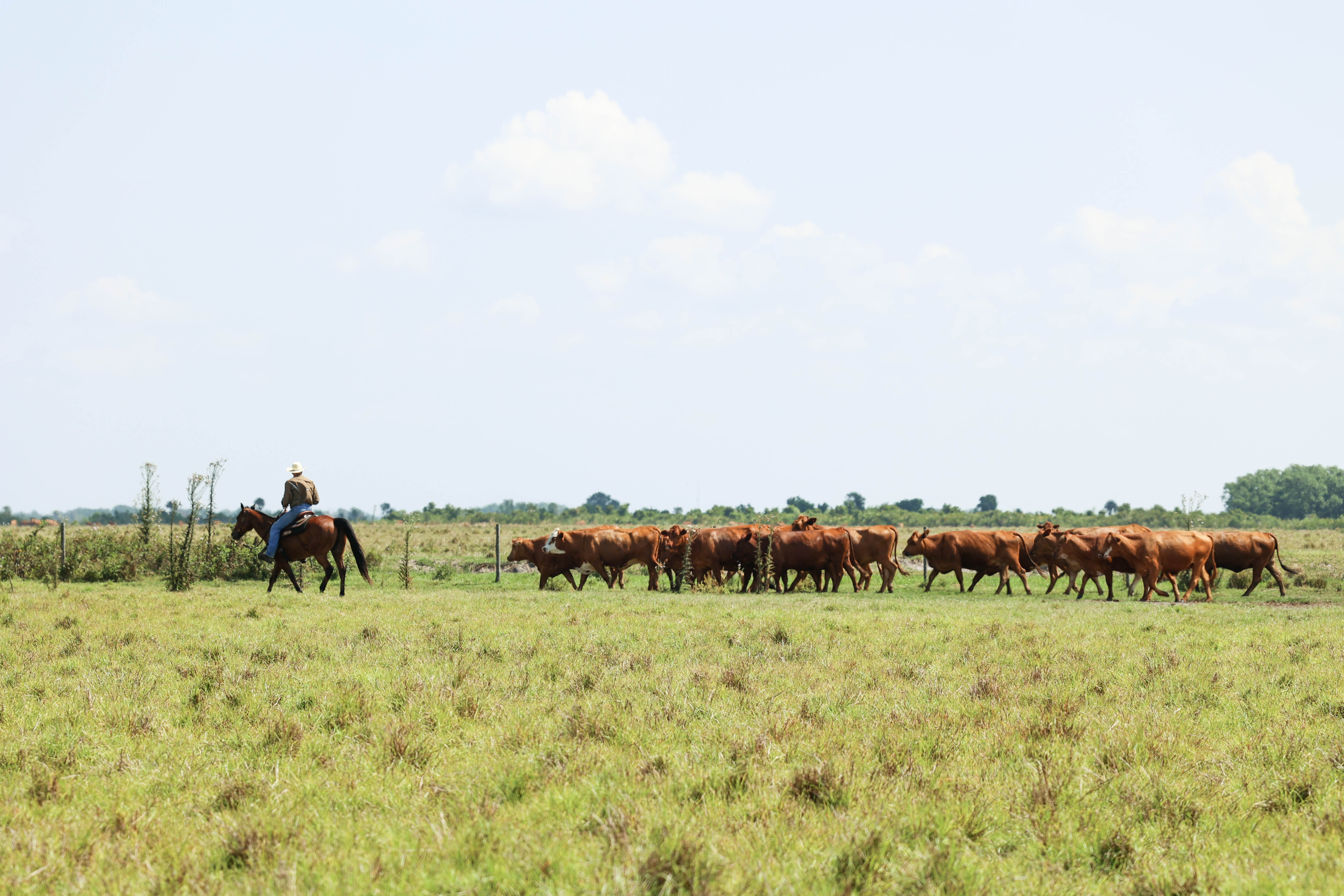 Adams Ranch Fl Adams Ranch Natural Beef | Florida Beef | No Hormones or Antibiotics