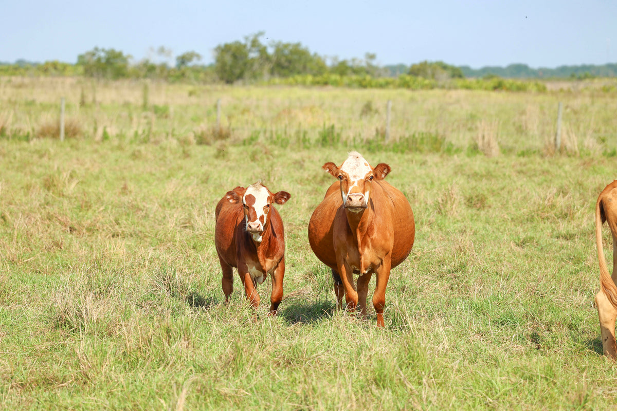 Adams Beef Ranch Our Cattle – Adams Ranch Natural Beef