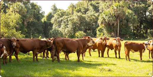Adams Beef Ranch Adams Ranch Natural Beef | Florida Beef | No Hormones or Antibiotics